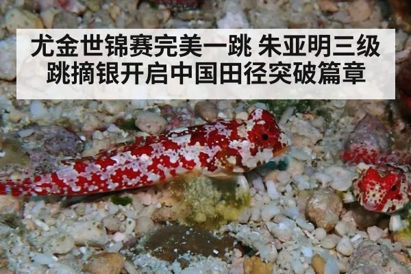 尤金世锦赛完美一跳 朱亚明三级跳摘银开启中国田径突破篇章